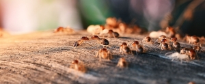 Termite Treatment